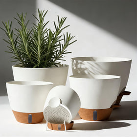 Tinecio self-watering pot water window shows moisture level for easy care