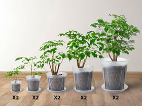 TineDew clear nursery pot 8.3 inch with saucer for easy moisture monitoring.