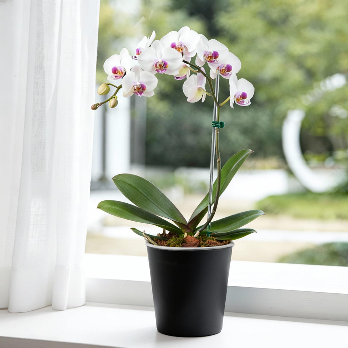 Ideal for orchid or monstera propagation and rotating indoor displays