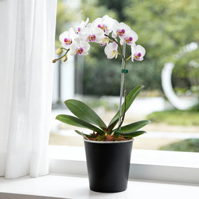 Ideal for orchid or monstera propagation and rotating indoor displays