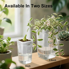 TineDew compact 2.5-inch pots fit tiny houseplants like African violets.