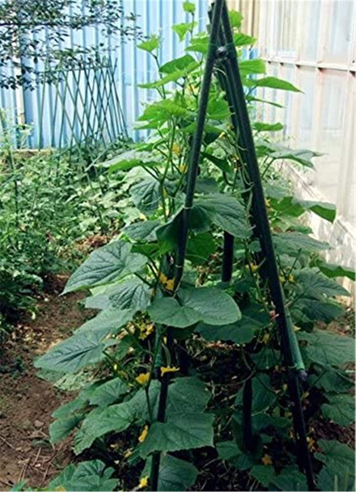 Tingyuan 4ft stake demonstrates easy insertion in soft ground