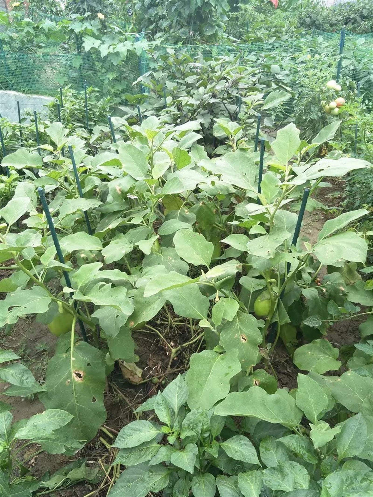 Tingyuan high-strength garden stakes enable flexible plant training
