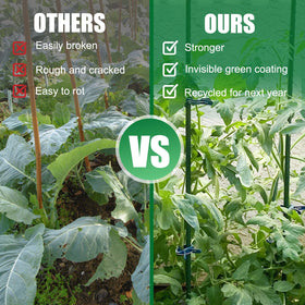 Tingyuan tomato-stake setup supports heavy fruit as plants grow.