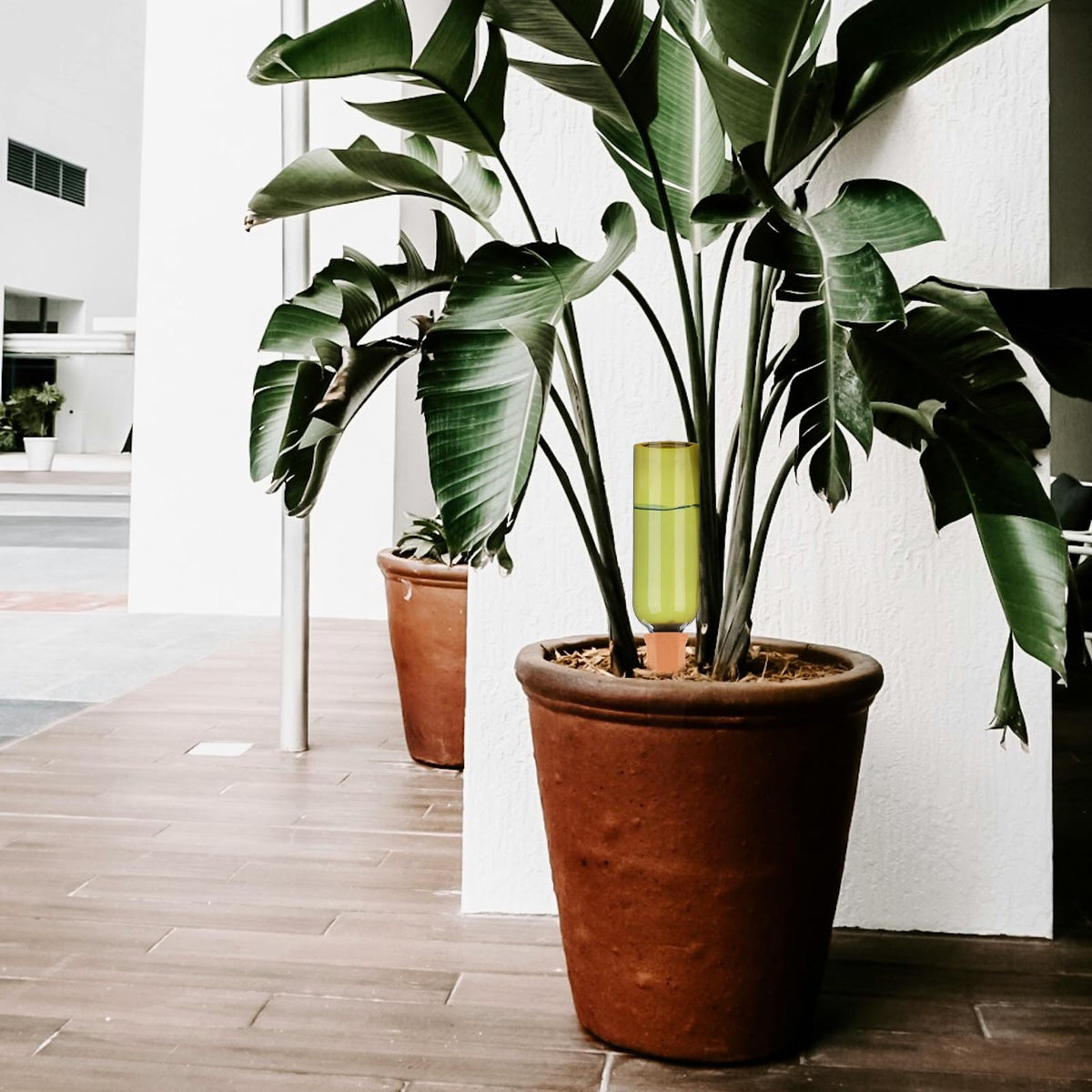 TINSKY 6-sets-included image shows a complete kit for ongoing plant care.