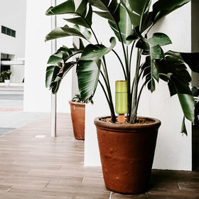 TINSKY 6-sets-included image shows a complete kit for ongoing plant care.