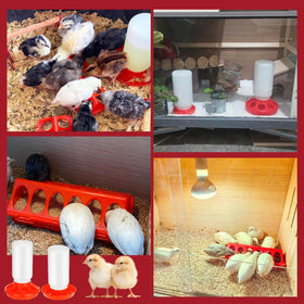 TINSKY waterer with automatic spout keeps drinking clean.