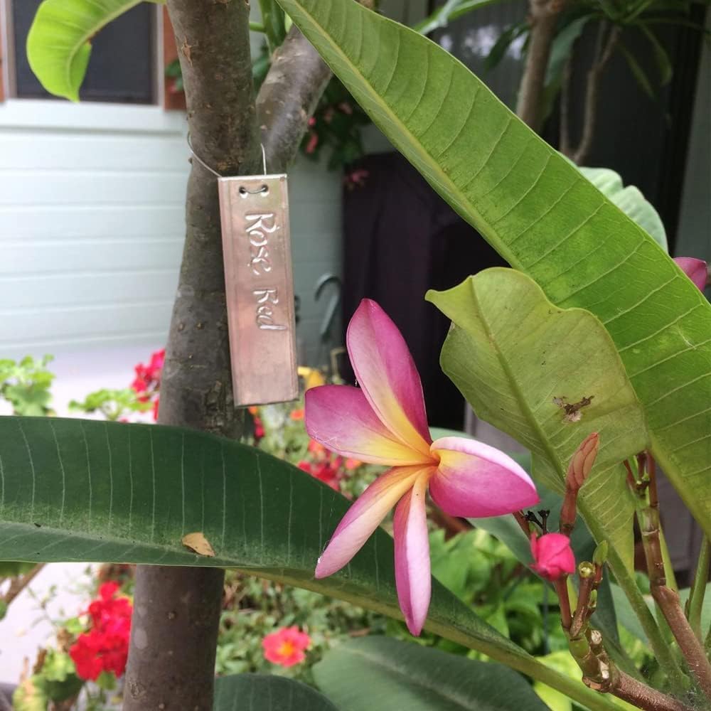 TINSKY waterproof outdoor garden labels on plants.