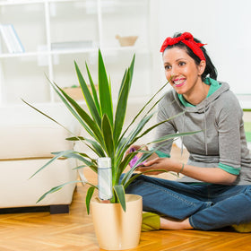 TINSKY vacation plant watering setup keeps plants hydrated while away