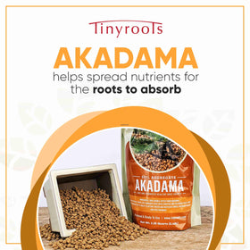 Close-up of Tinyroots Akadama soil granules, dust-free and ready to handle.