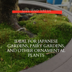 Tinyroots Kyoto Moss Spores label highlights shelf life and guide.