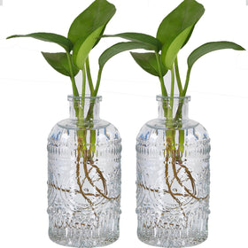 TIWPAJS propagation vases in a two-piece set, ideal for plant cuttings.