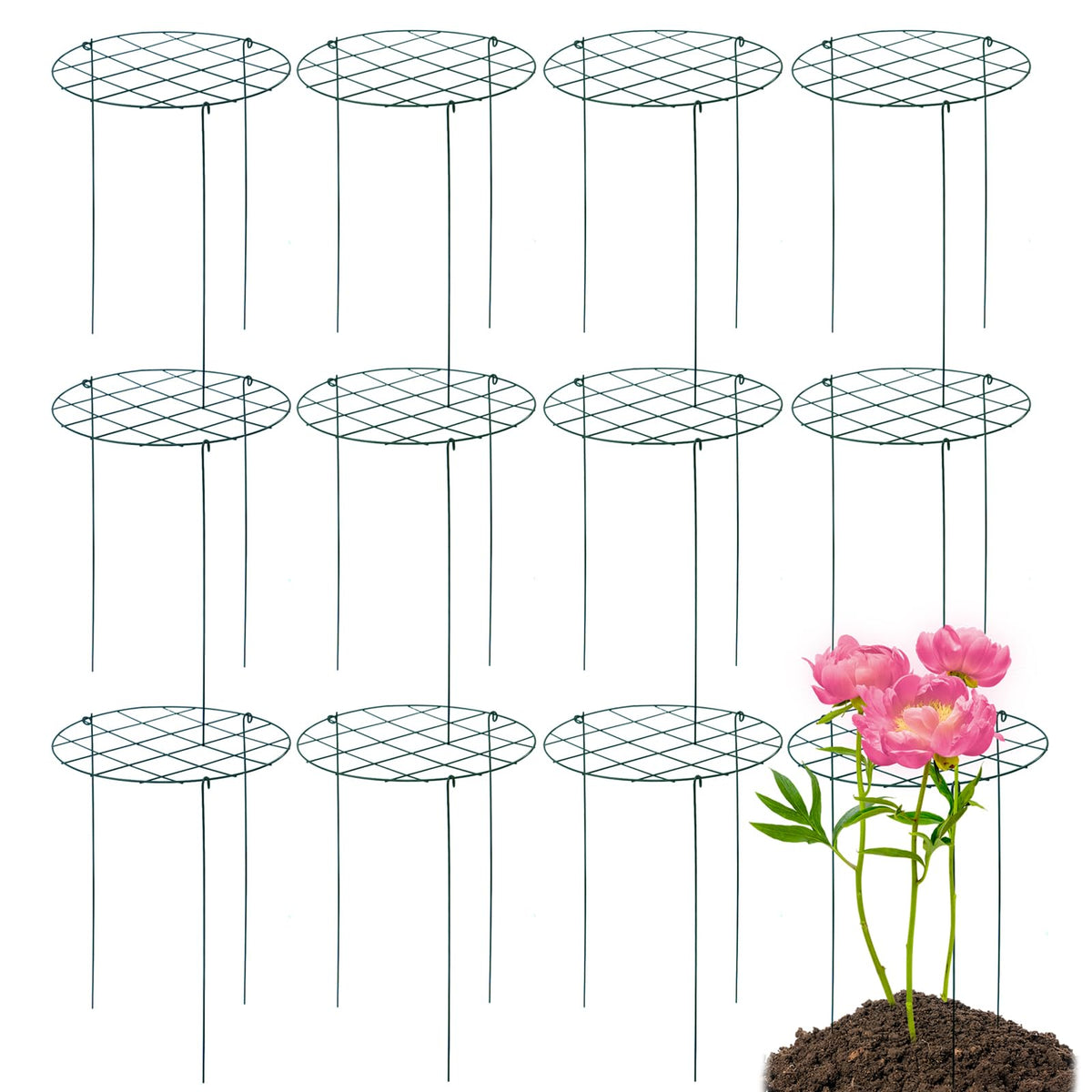 TIyneayle peony cages in use supporting tall blooms for better air flow.