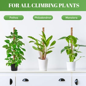 tlazz included stakes ropes and tape emphasize easy securement and tidy guide for stems.