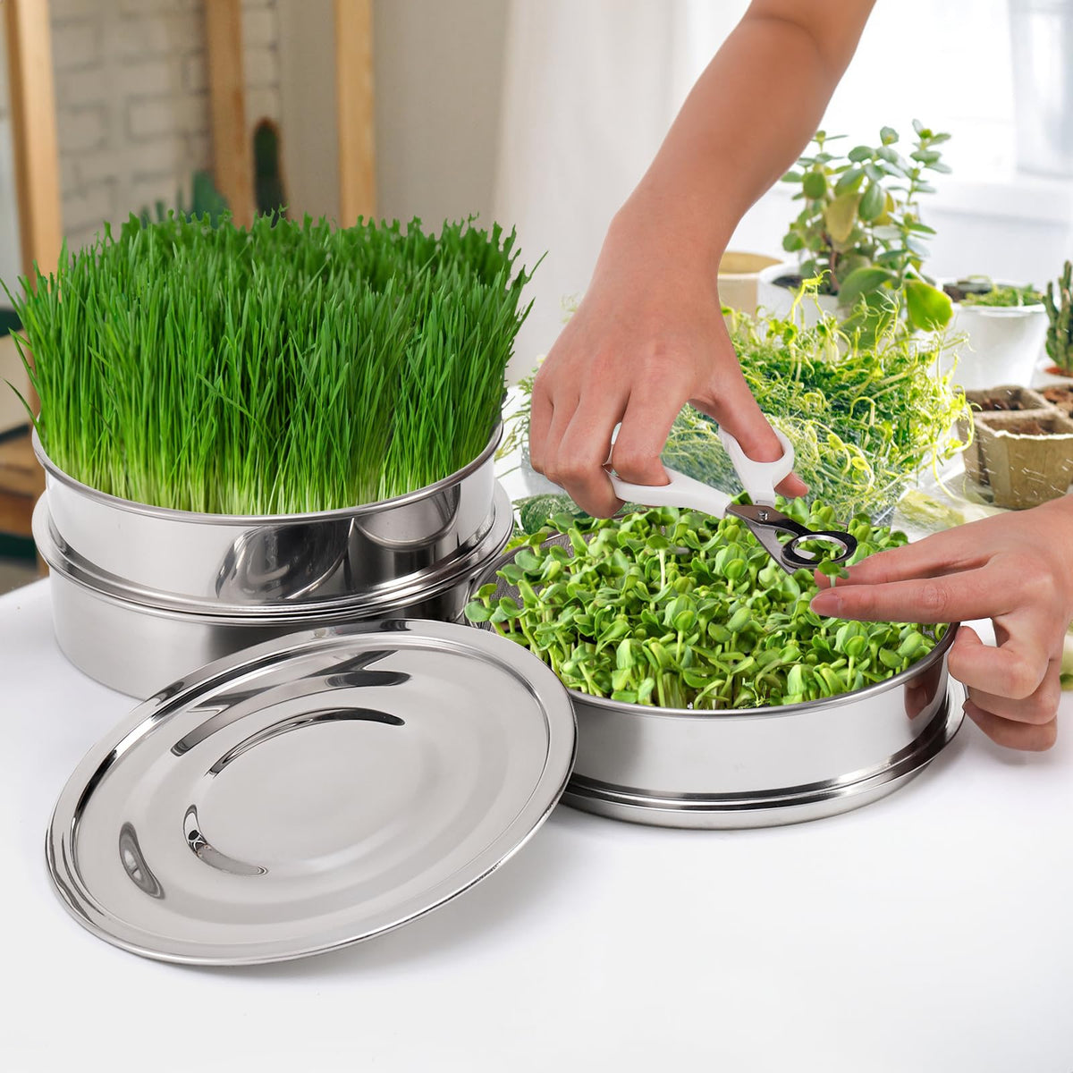 Tlence kitchen-friendly seed sprouter ideal for greens and salads.