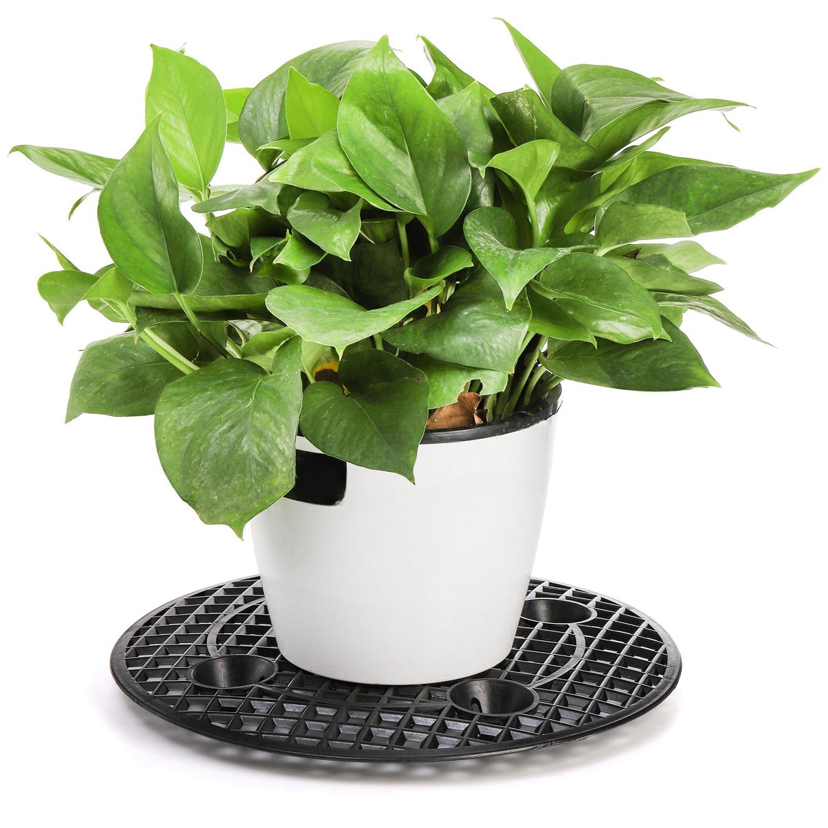 Tlence plant stand with mesh design promotes even stress distribution