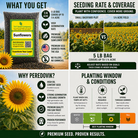 TnT sunflower blooms attract bees and butterflies in a garden.