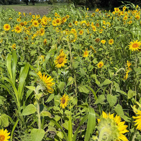 TnT sunflower heads with large heads showing energy-rich seeds for birds.