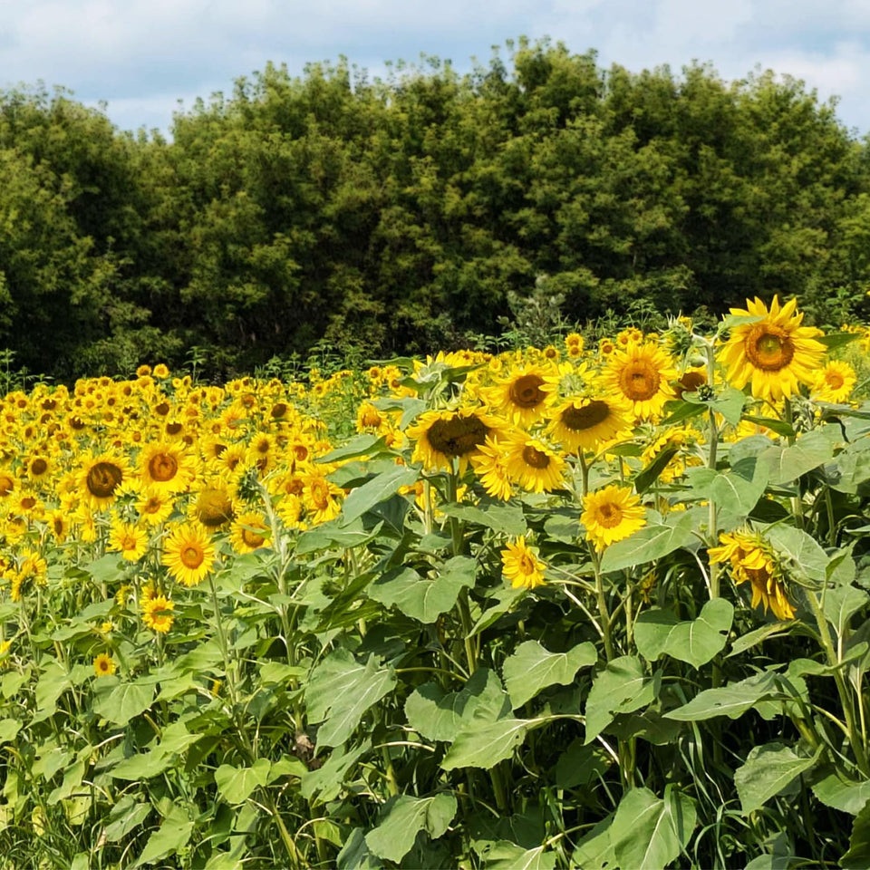 TnT Seed Company sunflower seeds ready for planting in home gardens and wildlife plots.