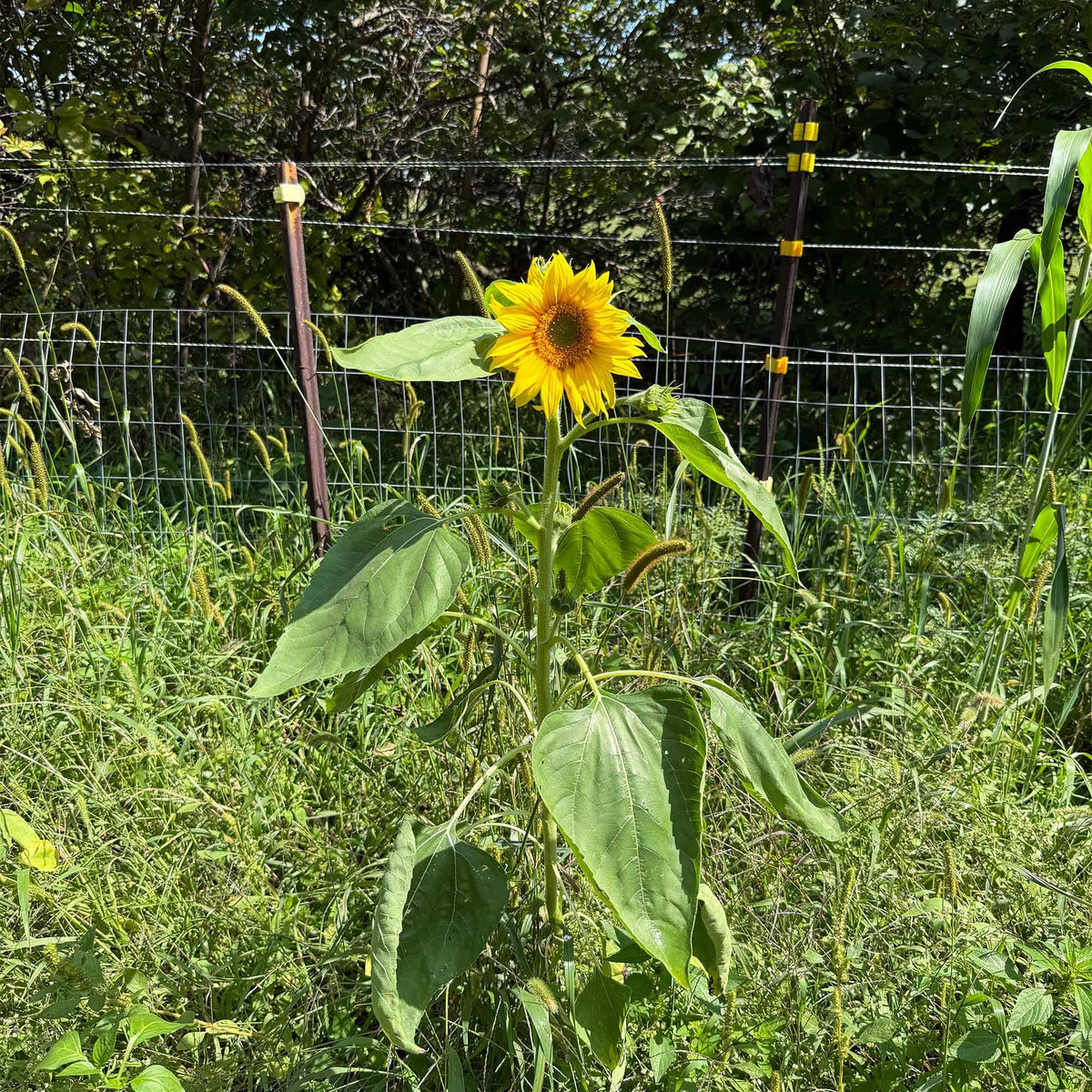 Tall Peredovik sunflowers providing natural cover and wildlife-friendly seed production.