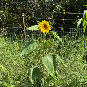 Tall Peredovik sunflowers providing natural cover and wildlife-friendly seed production.