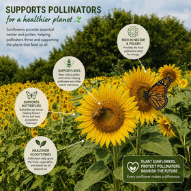 Bulk TnT sunflowers ideal for gardens, plots, and cover crops.