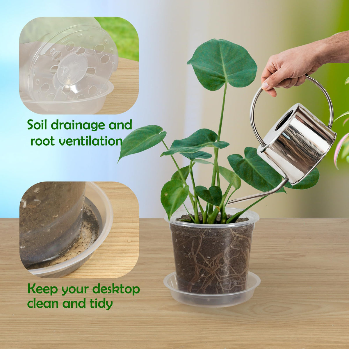 TNTIWQ clear pot highlights visible roots for observation