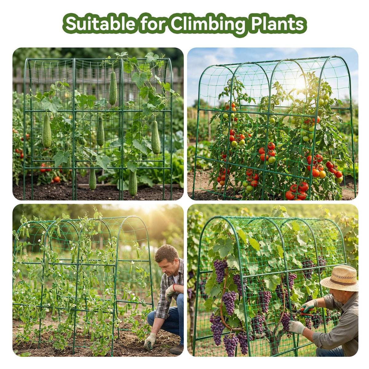 TOCCYARD cucumber trellis arch easy assembly demonstrates tool-free setup