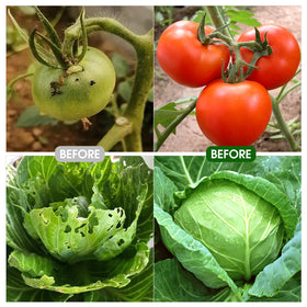 TOCCYARD plastic-coated steel pipes resist rot for long-lasting garden protection