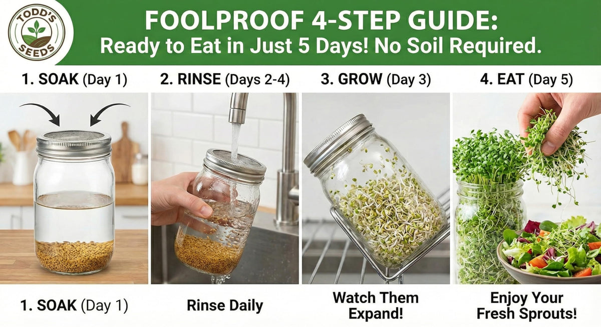 Todd's Seeds alfalfa sprouting seeds bag front, convenient bulk option