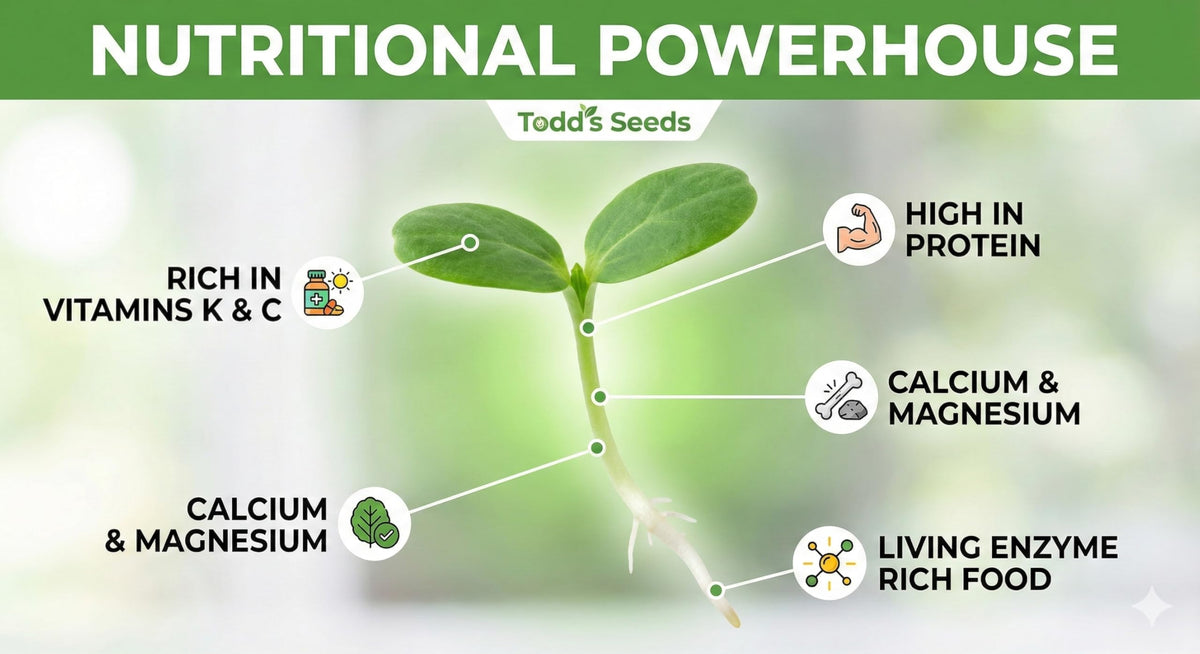 Todd's Seeds alfalfa sprouts on a sandwich as a crunchy topping