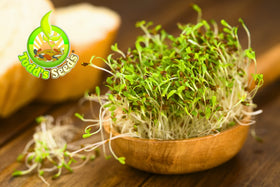 Todd's Seeds alfalfa sprouts served with dip, ideal healthy snack