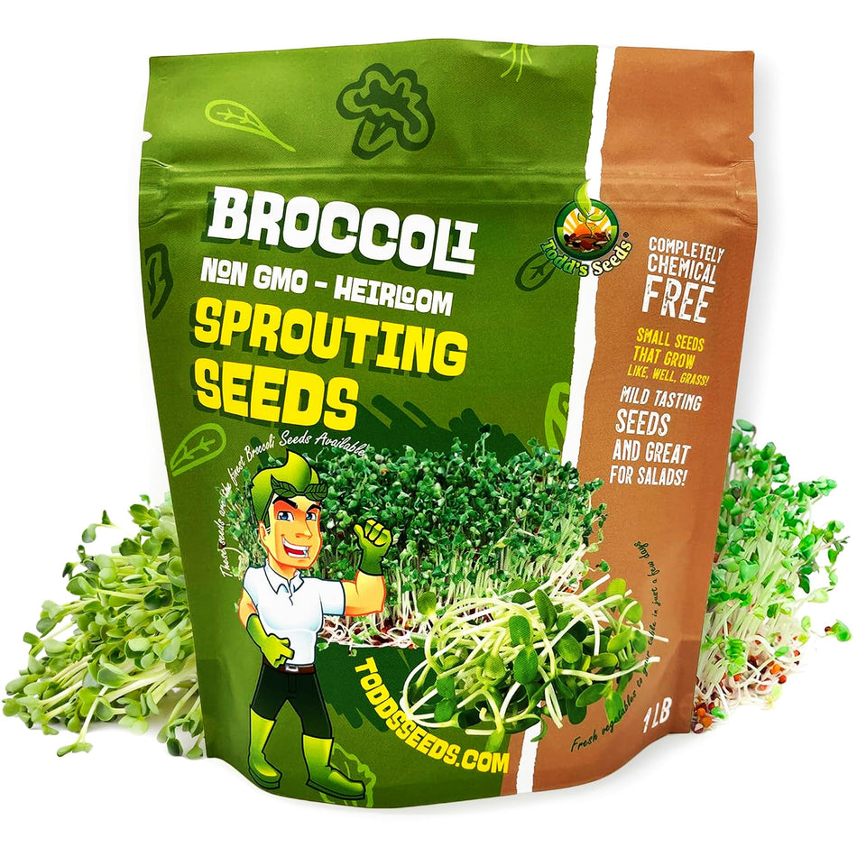 Todd’s Seeds Calabrese broccoli sprouts in a jar for quick home sprouting