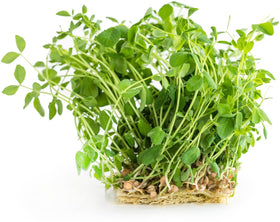 Todd's Seeds chemical-free lentil seeds ideal for pure sprouting results.
