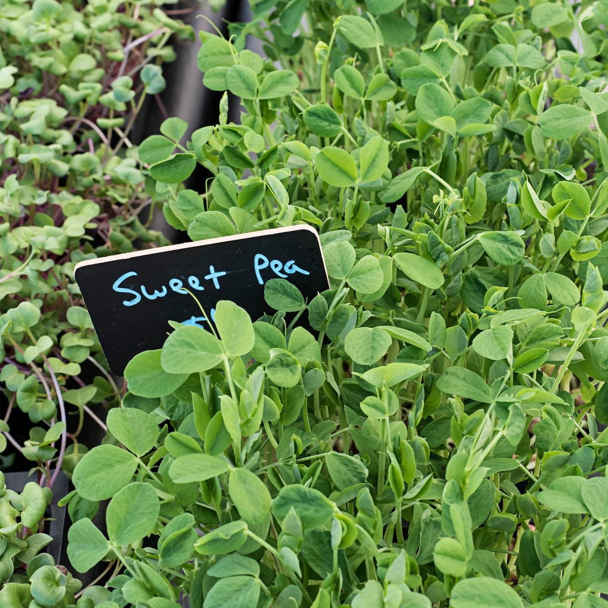 Todd’s Seeds easy-to-grow sprouting seeds suitable for jar, tray, or sack