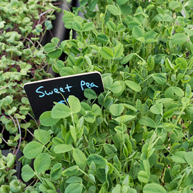 Todd’s Seeds easy-to-grow sprouting seeds suitable for jar, tray, or sack