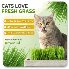 Todd's Seeds five-day grow guide for quick cat grass indoors