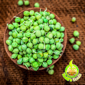 Todd’s Seeds green pea seeds with high germination rate for reliable sprouts