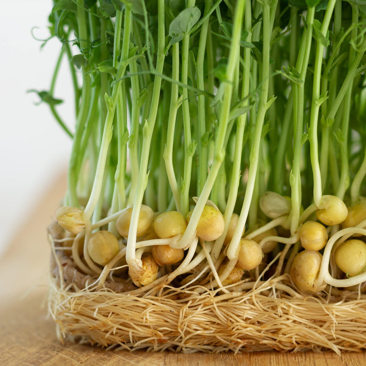 Todd’s Seeds green pea sprouts with crunchy, mildly sweet flavor ideal for bowls