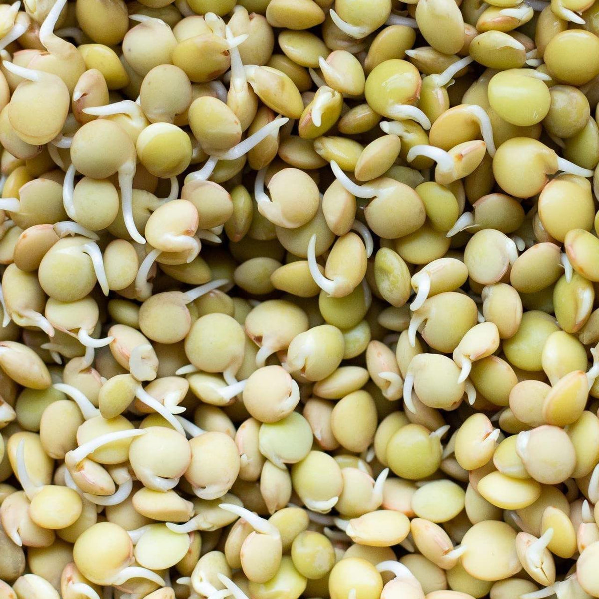 Todd's Seeds heirloom green lentils highlighting heritage and steady germination.