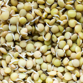 Todd's Seeds heirloom green lentils highlighting heritage and steady germination.