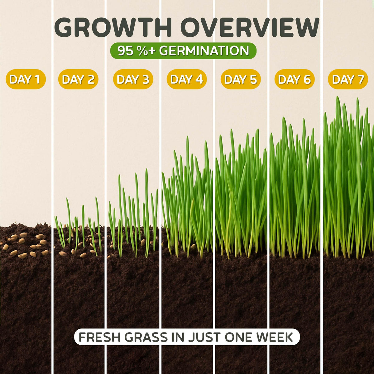 Todd's Seeds indoor cat grass grow tray image showing easy setup for pet greens
