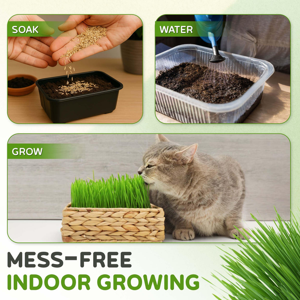 Todd's Seeds non-GMO chemical-free seeds for safe pet planting