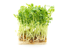 Todd’s Seeds protein bean sprouting seed mix with adzuki for colorful sprouts.