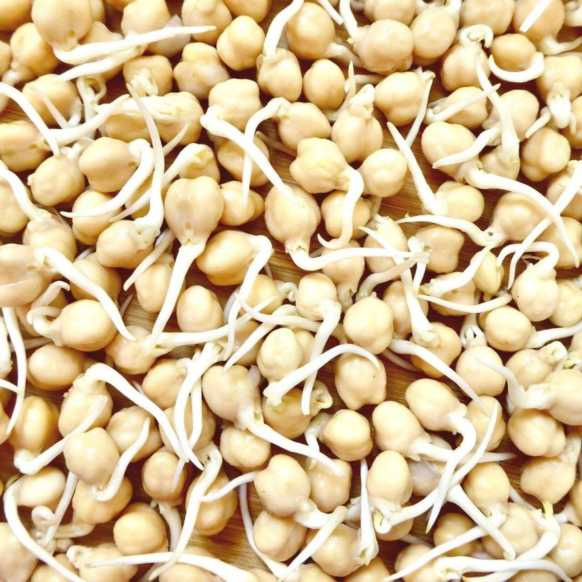 Todd’s Seeds protein bean sprouting seed mix chemical free for wholesome sprouts.