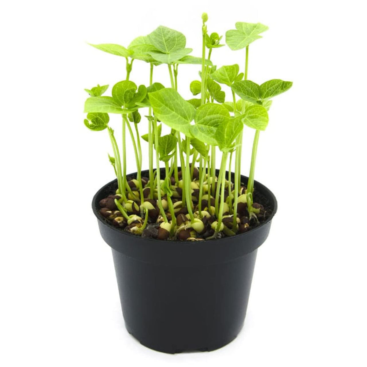 Todd’s Seeds protein bean sprouting seed mix with garbanzo sprouts for meals.