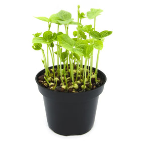 Todd’s Seeds protein bean sprouting seed mix with garbanzo sprouts for meals.