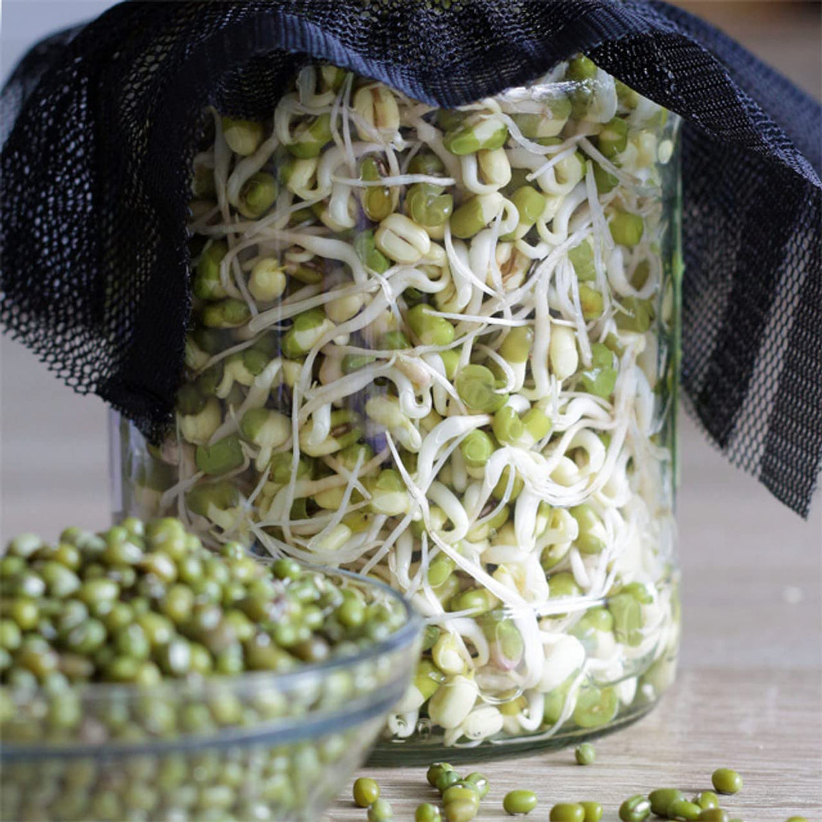 Todd’s Seeds protein bean sprouting seed mix with high germination for reliable sprouts.