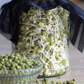 Todd’s Seeds protein bean sprouting seed mix with high germination for reliable sprouts.