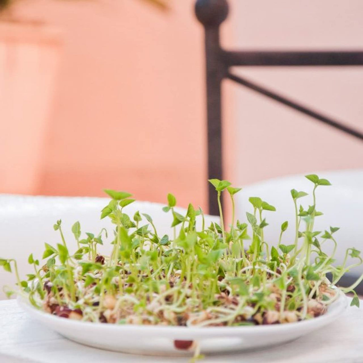 Todd’s Seeds protein bean sprouting seed mix non-GMO for clean sprouts.